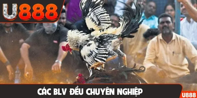 Các BLV đều chuyên nghiệp