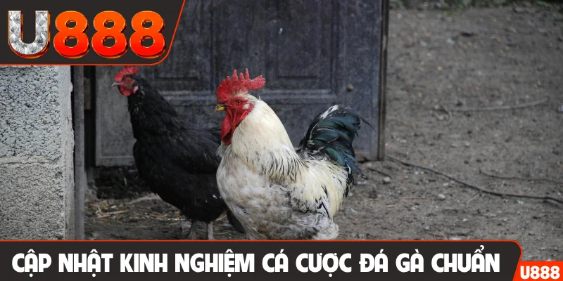 Cập nhật kinh nghiệm cá cược đá gà chuẩn