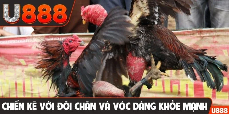 Chiến kê với đôi chân và vóc dáng khỏe mạnh