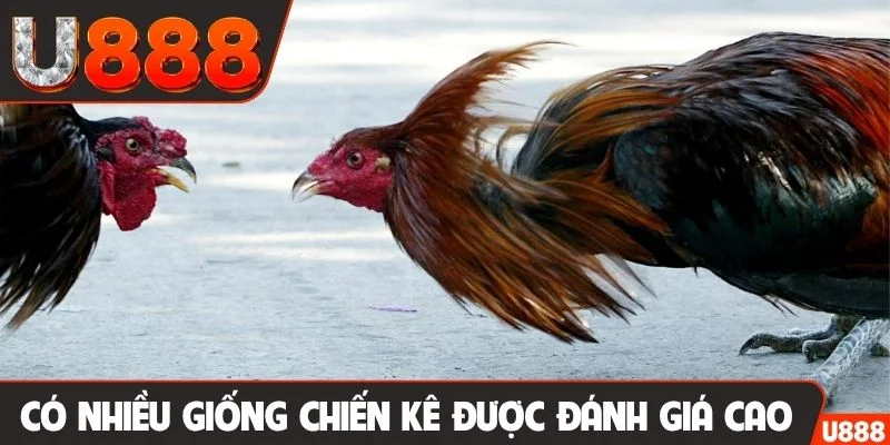 Có nhiều giống chiến kê được đánh giá cao