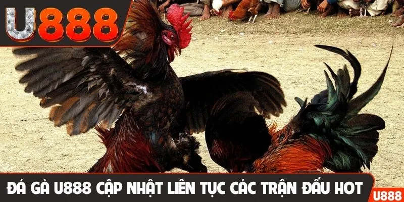 Đá gà U888 cập nhật liên tục các trận đấu HOT