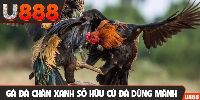 Gà đá chân xanh sở hữu cú đá dũng mãnh