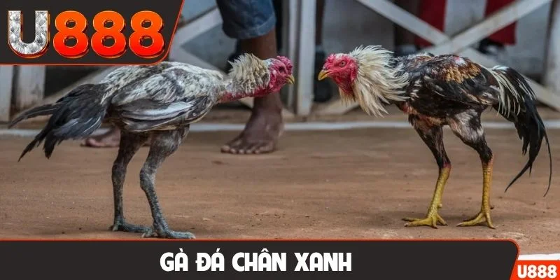 Gà đá chân xanh