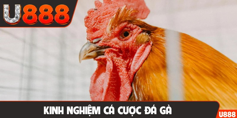 Kinh nghiệm cá cược đá gà