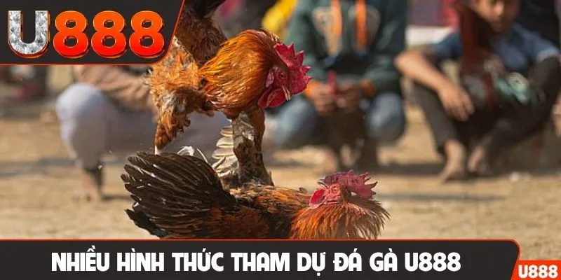 Nhiều hình thức tham dự đá gà U888