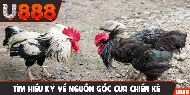 Tìm hiểu kỹ về nguồn gốc của chiến kê