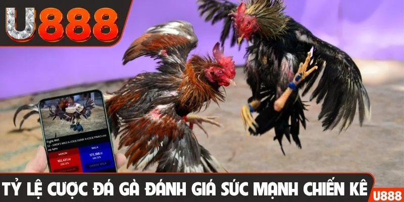 Tỷ lệ cược đá gà đánh giá sức mạnh của chiến kê
