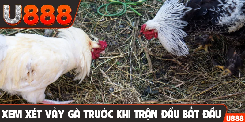 Xem xét vảy gà trước khi trận đấu bắt đầu